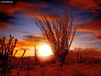 Ocotillo Sonora Desert Arizona screenshot
