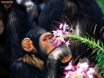 Oh Pretty Chimpanzee screenshot