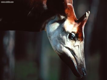 Okapi Male screenshot