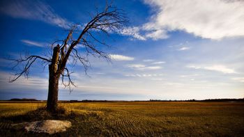 Old And Lonely Tree screenshot