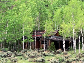 Old Cabinina Standof Aspen Trees Gould Colorado screenshot