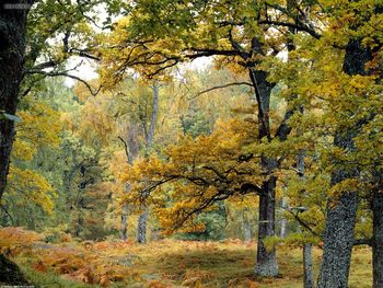 Old Growth Forest Scottish Highlands screenshot