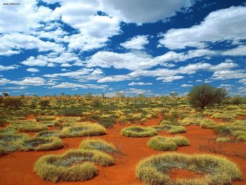 Old Spinifex Rings  Little Sandy Desert  Australia screenshot