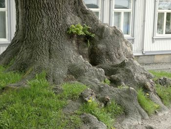 Old Tree In An Old City screenshot