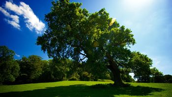 Old Tree Leaning screenshot