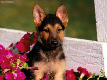 On The Fence Shepherd Puppy screenshot