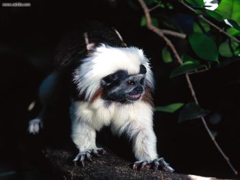 On The Prowl Cottontop Tamarin screenshot