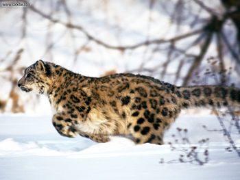 On The Run Snow Leopard screenshot