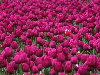 One in a Million Skagit Valley Tulip Festival Washington screenshot