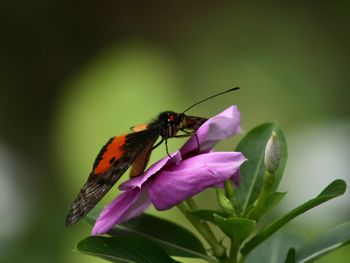 Orange Butterfly screenshot