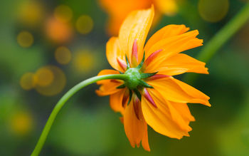 Orange Daisy screenshot