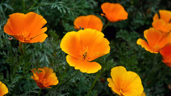 Orange Flowers screenshot