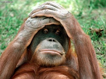 Orangutan China screenshot