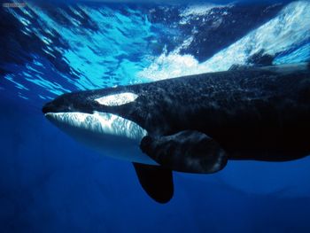 Orca Whale Underwater screenshot
