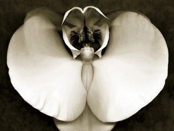 Orchid Study In Black And White screenshot