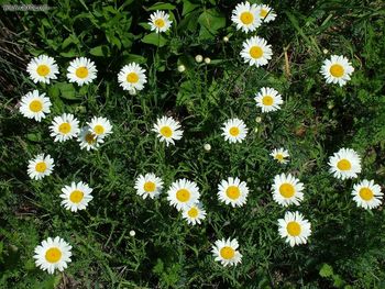 Owen Sound Lakeshore Daisies screenshot