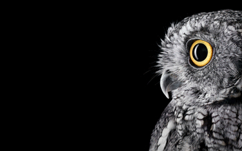 Owl 4K 5K screenshot