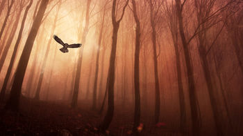 Owl Forest screenshot