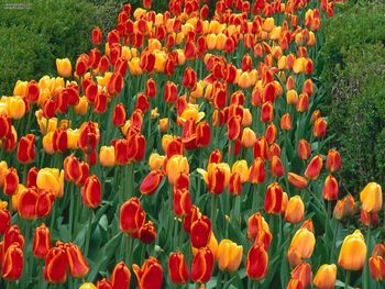 Oxford Elite Tulips Prospect Park Holland Michigan screenshot