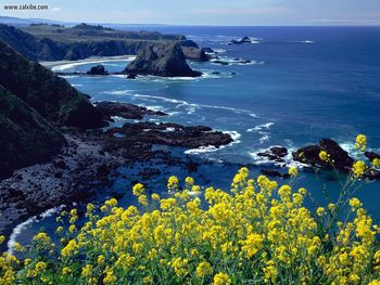 Pacific Coastline Wildflowers Mendocino County California screenshot