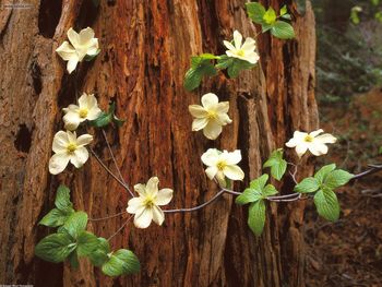 Pacific Dogwood Redwood National Park California screenshot