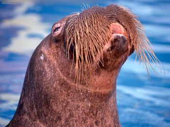 Pacific Walrus Chukchi Seal screenshot