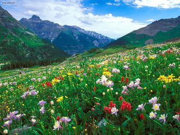 Paintbrush Columbine And Orange Sneezeweed Sneffels Range Colorado screenshot