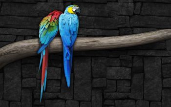 Pair of Parrots screenshot