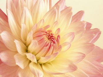 Pale Pink and Yellow Dahlia screenshot