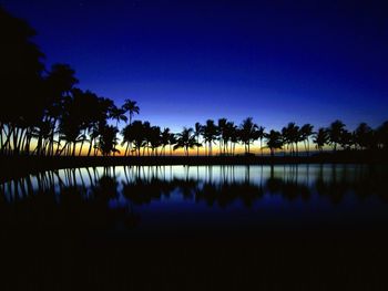 Palm Silhouette, Big Island, Hawaii screenshot