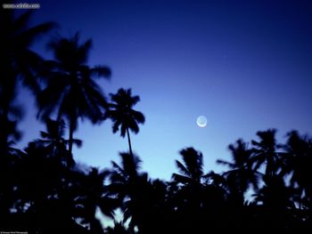 Palm Tree And Crescent Moon Zanzibar Africa screenshot