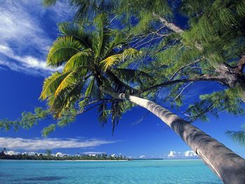 Palm Tree Society Island Beach screenshot
