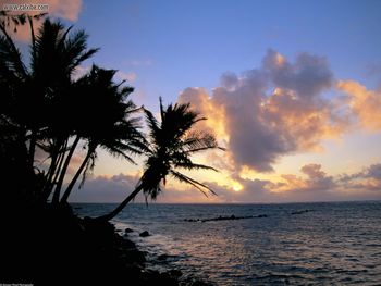 Palm Trees Over The Pacific Hawaii screenshot