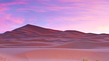 Palm trees Sahara Desert Morocco screenshot
