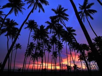 Palm Trees, Wadduwa, Sri Lanka screenshot