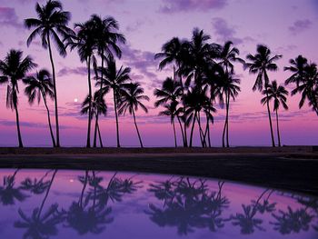 Palms At Sunset, Oahu screenshot