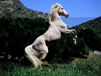 Palomino In Pose screenshot