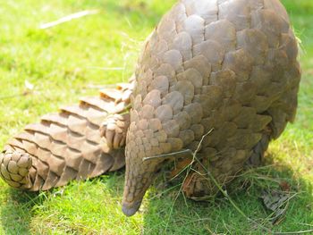 Pangolin screenshot