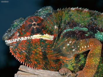 Panther Chameleon Madagascar screenshot