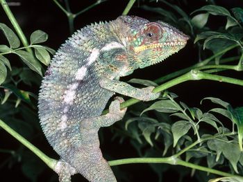 Panther Chameleon screenshot