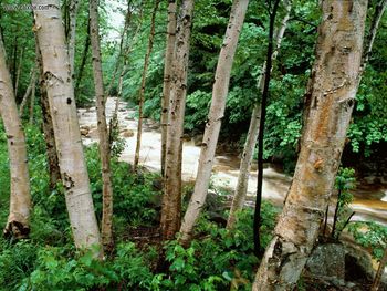 Paper Birch White Mountains New Hampshire screenshot