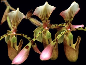 Paphiopedilum Orchid screenshot