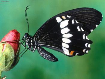 Papilio Polytes Butterfly screenshot