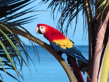 Parrot Beach screenshot