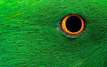 Parrot Eye HD 5K screenshot