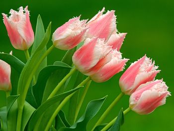 Parrot Tulips screenshot