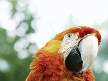 Parrot screenshot