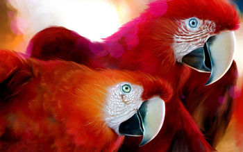 Parrots Widescreen screenshot