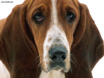 Patient Eyes Basset Hound screenshot