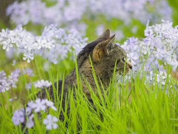 Peaceful Moment, Tabby screenshot